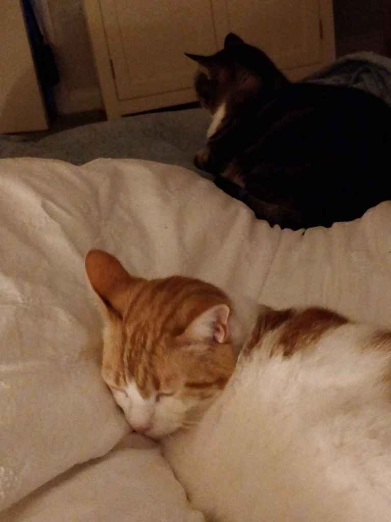 Two cats sleeping on a soft, white blanket
