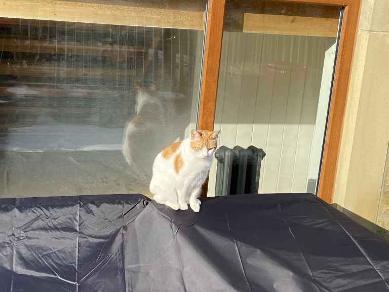 Ginger and white cat seated on black plastic sheeting in front of large window