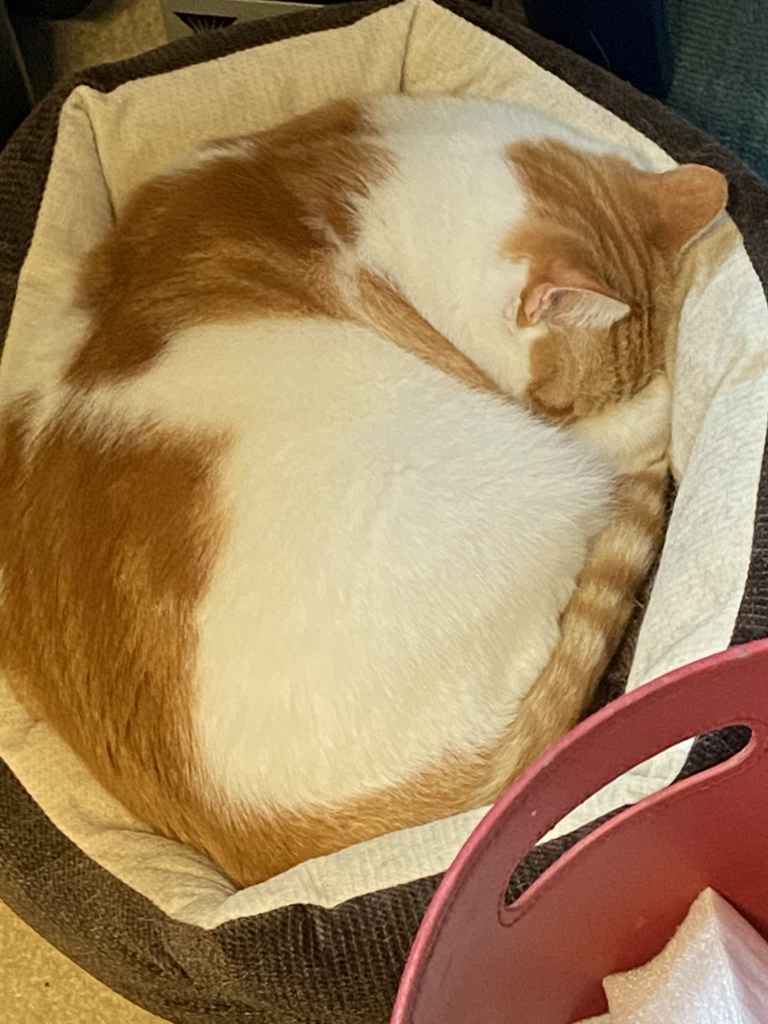 Ginger and white cat sitting on a black tarp by a snowy window