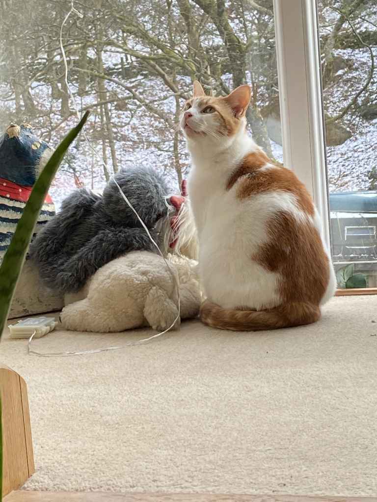 Ginger and white cat sitting on a black tarp by a snowy window