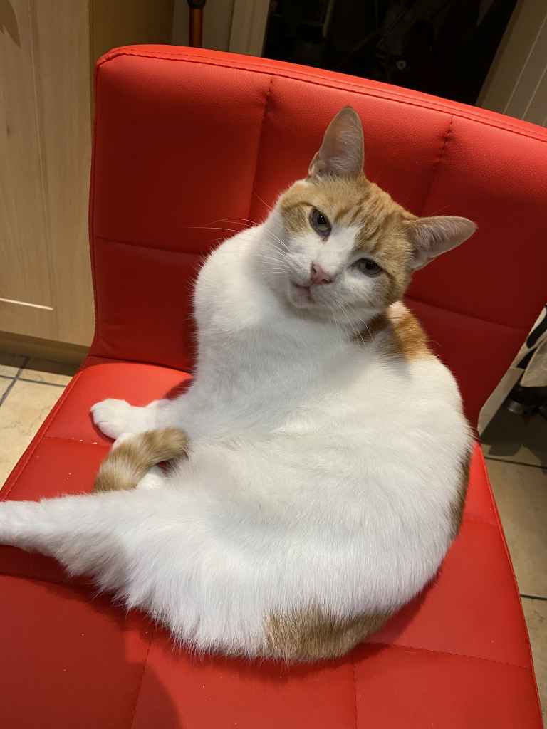 Ginger and white cat sitting on a black tarp by a snowy window