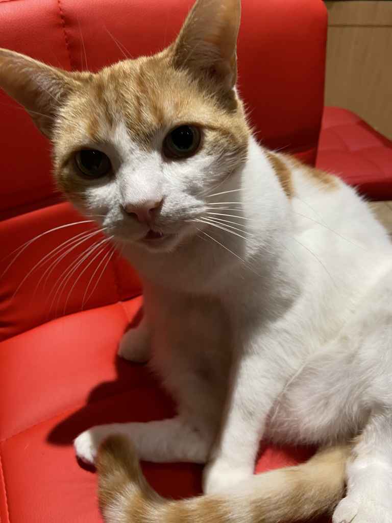 Ginger and white cat sitting on a black tarp by a snowy window