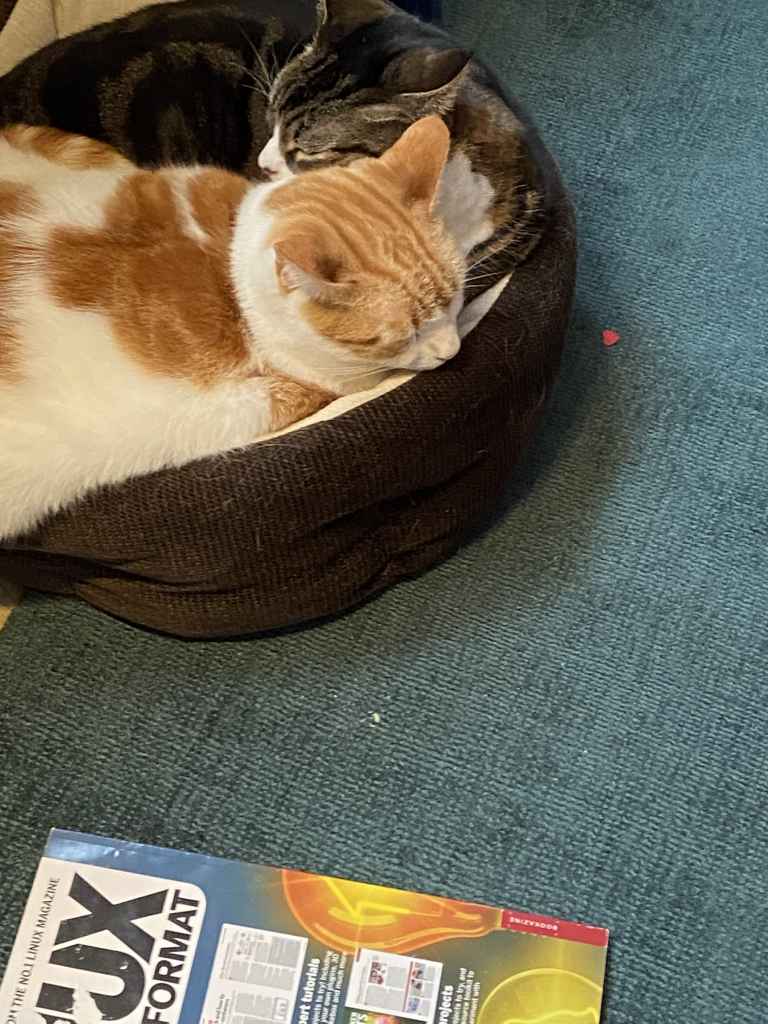 Ginger and white cat sitting on a black tarp by a snowy window