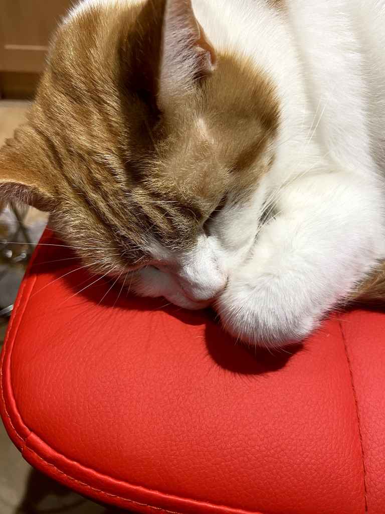Ginger and white cat sleeping with face tucked into paws on red leather chair