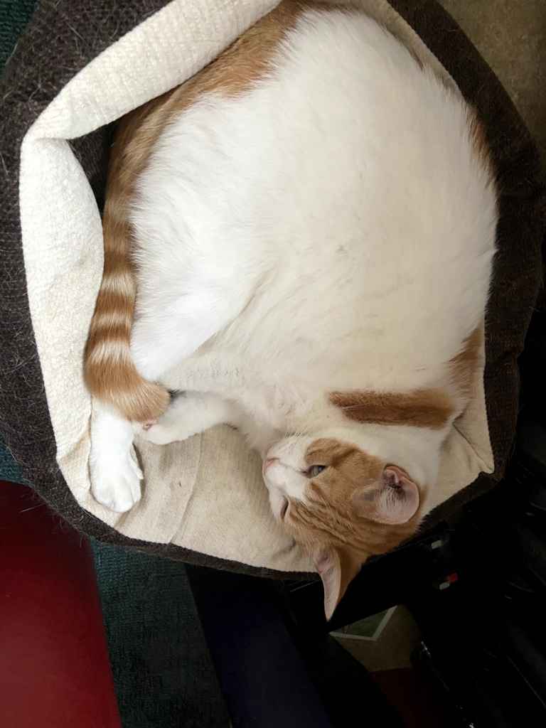 Ginger and white cat curled up asleep in a round cream cat bed