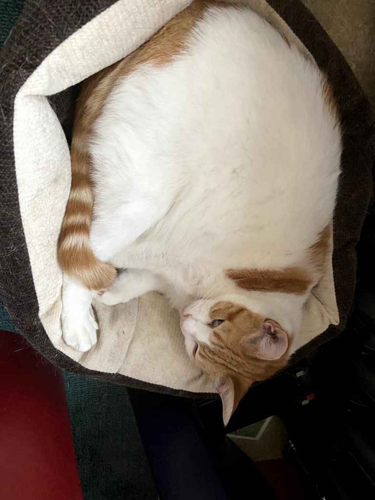 Ginger and white cat curled up in a round cream cat bed