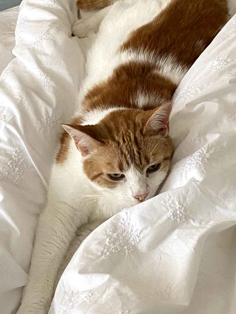 Ginger and white cat lying curled in white embroidered duvet