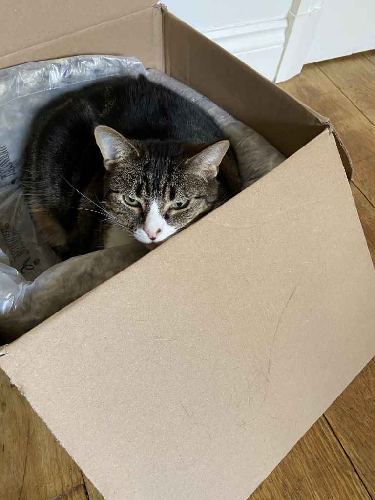 Tabby cat curled inside an open cardboard box on a wooden floor