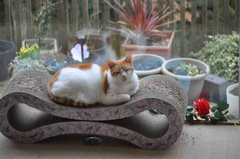 Ginger and white cat lying on a cardboard cat scratcher with a red rose nearby