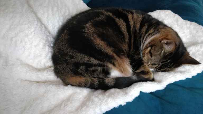 Tabby cat curled up asleep on white fluffy blanket with teal bedding