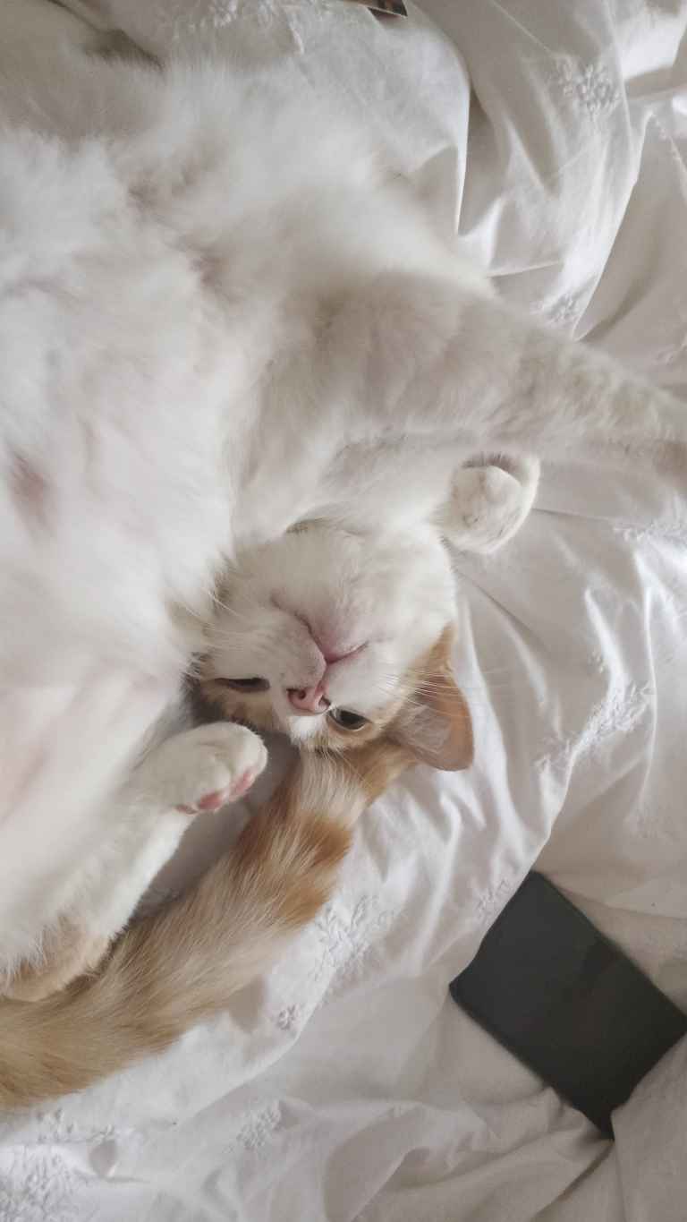 Ginger and white longhaired cat lying on its back on white bedding