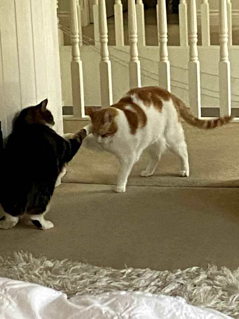 Two cats, one tabby and white, one ginger and white, touching noses on carpeted stairs