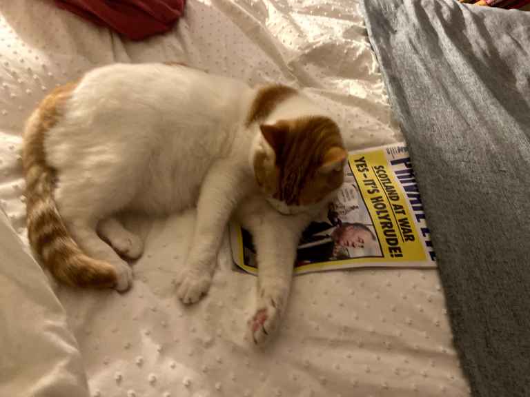 Ginger and white cat lying on a bed beside a copy of Private Eye