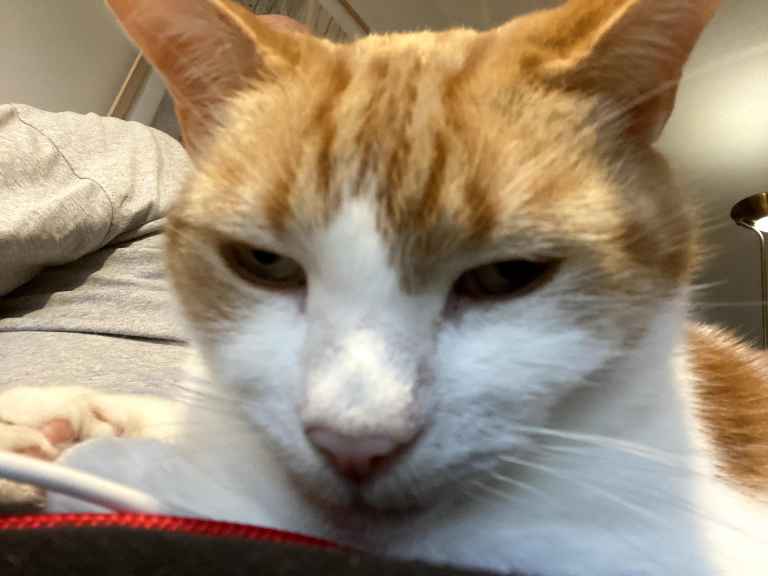 Ginger and white cat resting chin down on a person's lap, eyes half closed