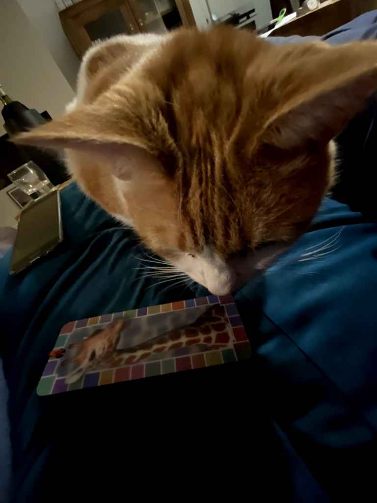 Ginger cat with white markings relaxing on a lap, looking sleepy