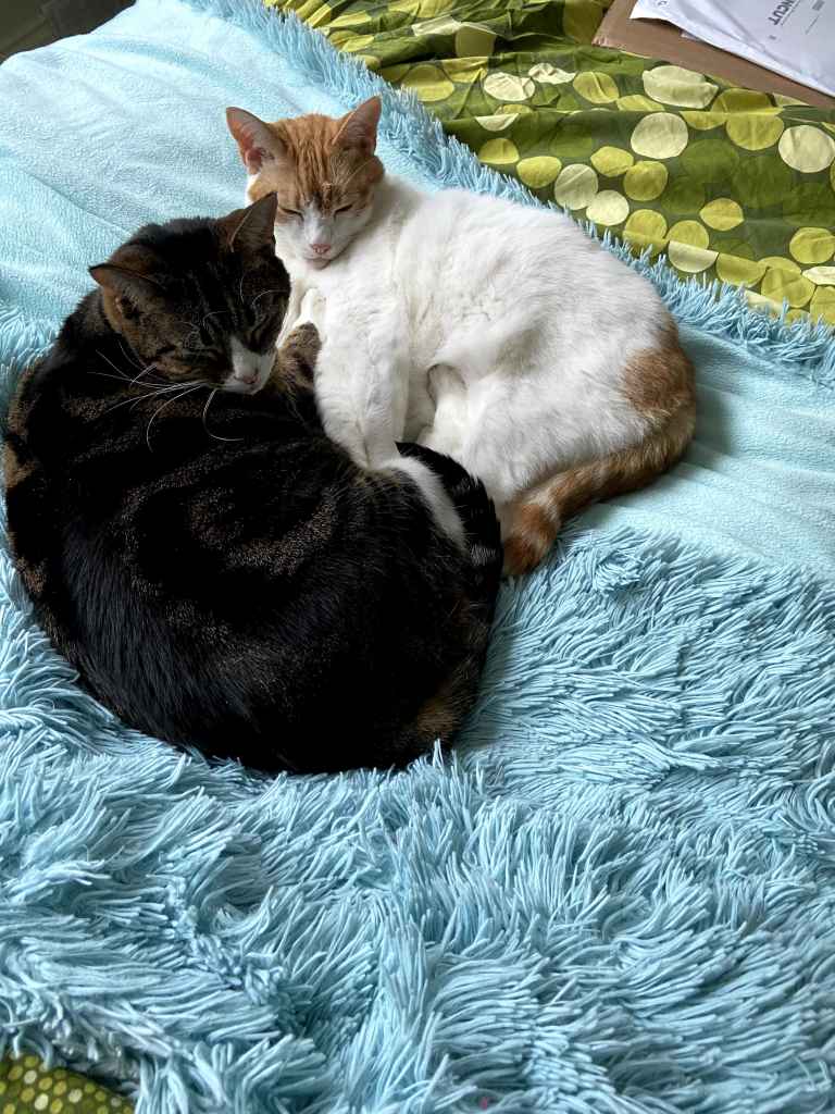 Ginger cat with white markings relaxing on a lap, looking sleepy