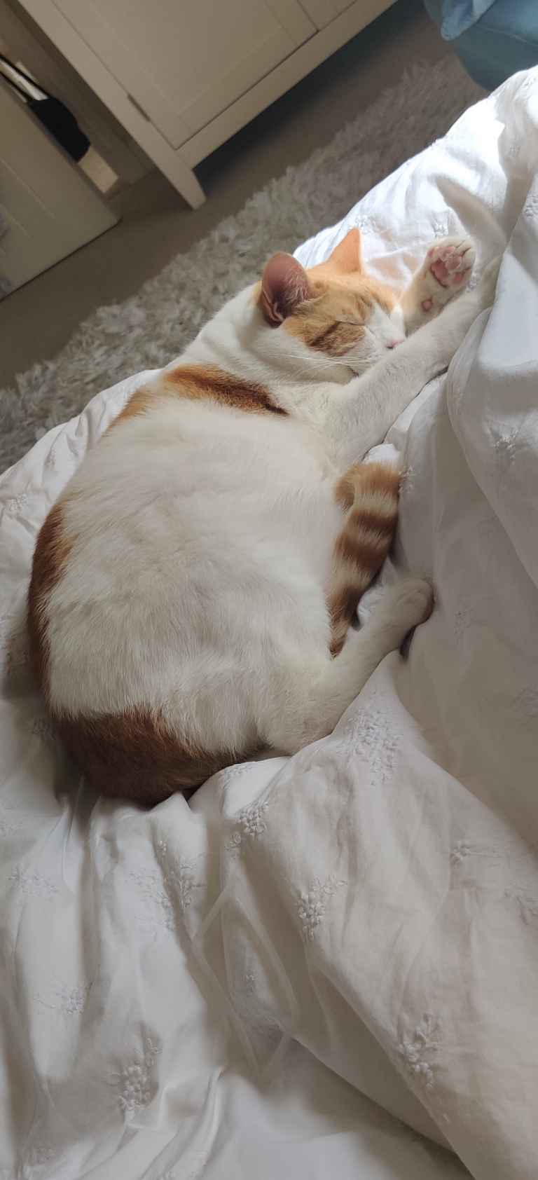 Ginger and white cat sleeping stretched out on white bedding
