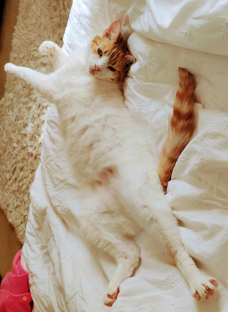 Ginger and white cat lying on its back on white bedding