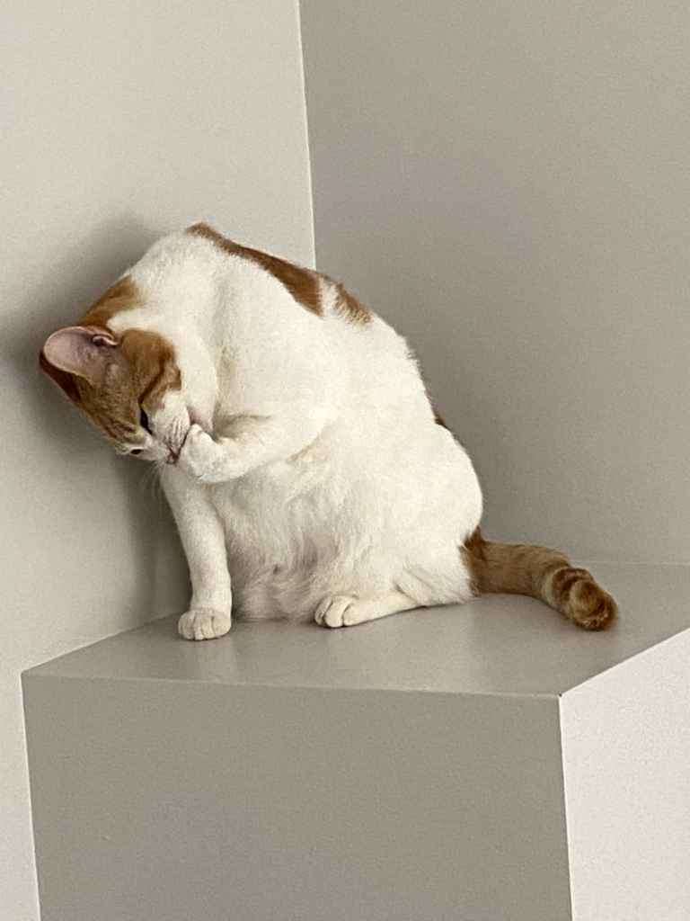 Ginger and white cat grooming its face on a white corner shelf