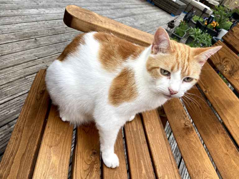 Ginger and white cat seated on wooden garden bench with paws tucked under