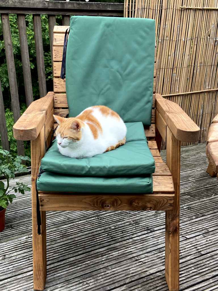 Ginger and white cat standing on a wooden deck