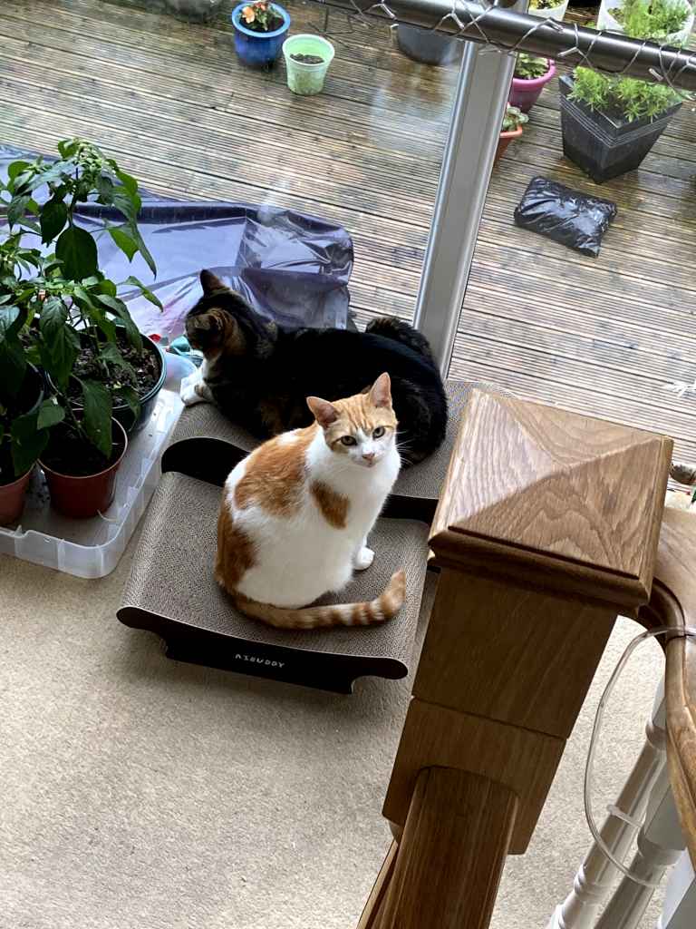 Ginger and white cat standing on a wooden deck