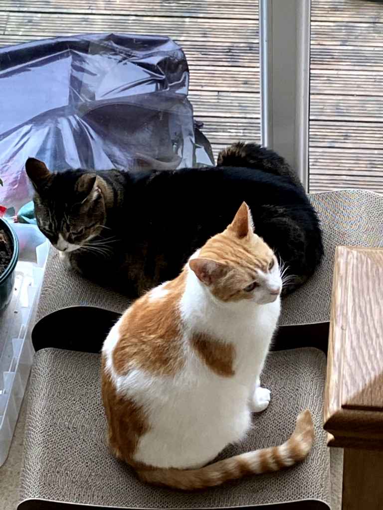 Ginger and white cat standing on a wooden deck