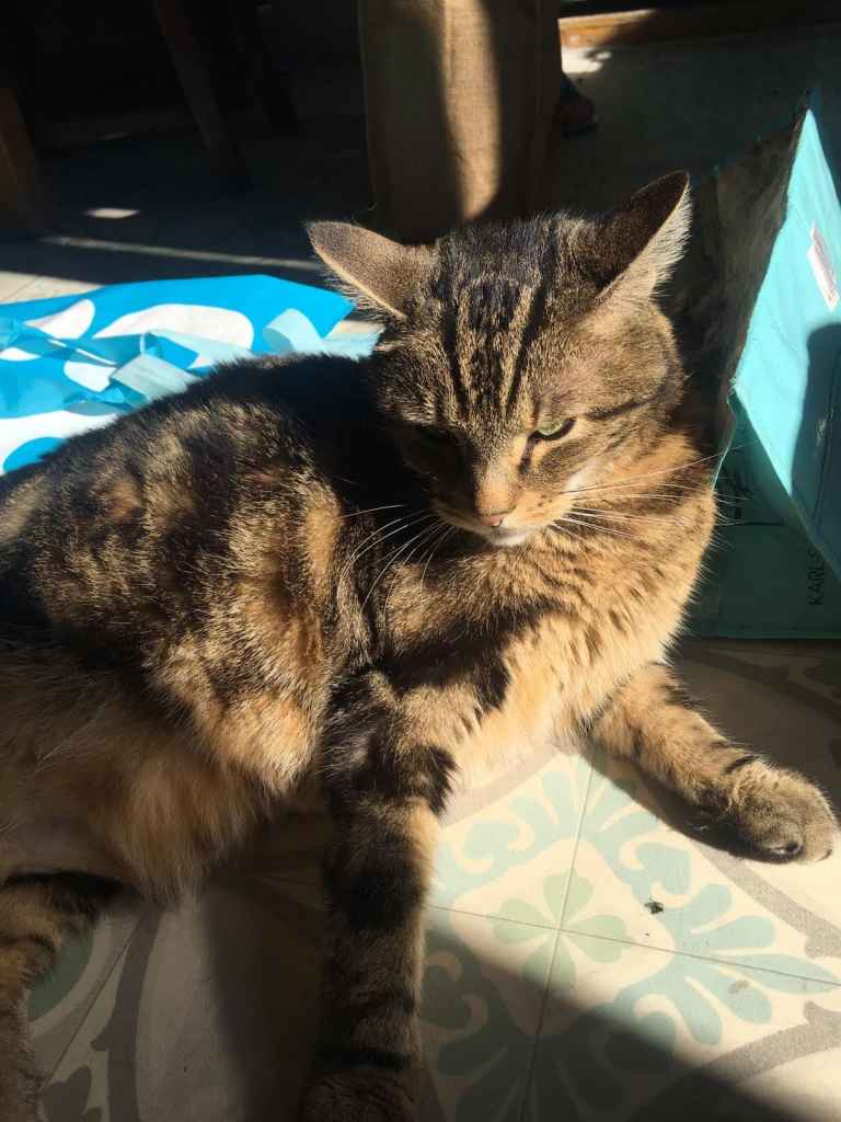 Tabby cat lounging on patterned tile floor in bright sunlight