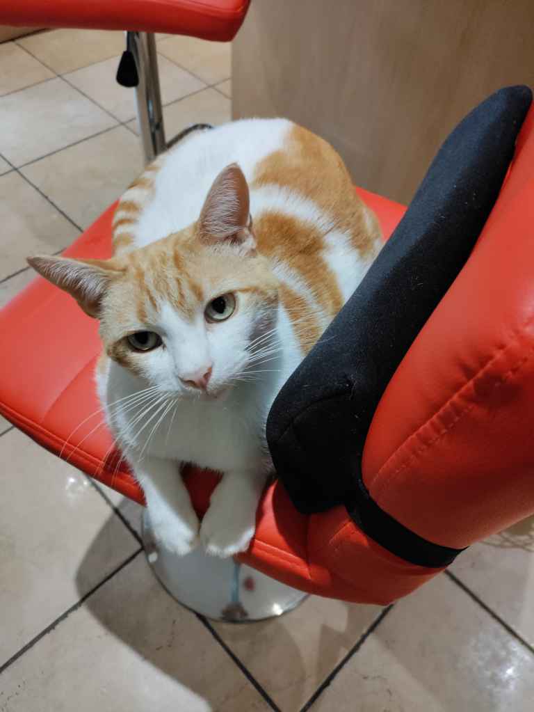 Ginger and white cat seated on a red chair with a black armrest