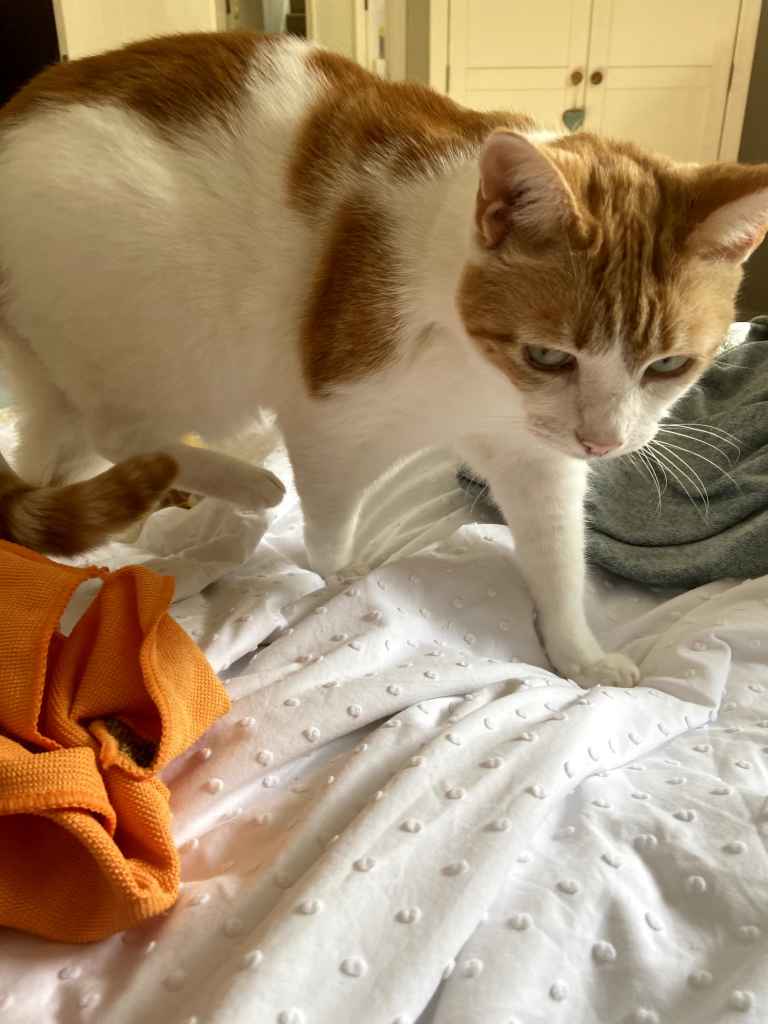 Ginger and white cat standing on white textured bedding, looking down at ginger fabric bag