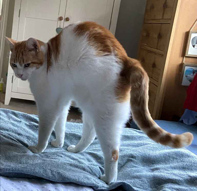 Ginger and white cat standing on a blue blanket on a bed