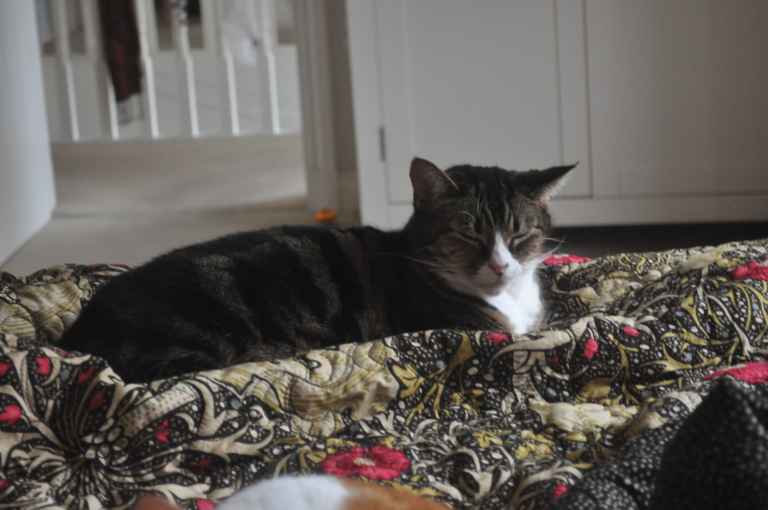 Tabby and white cat lying on a patterned floral quilt indoors