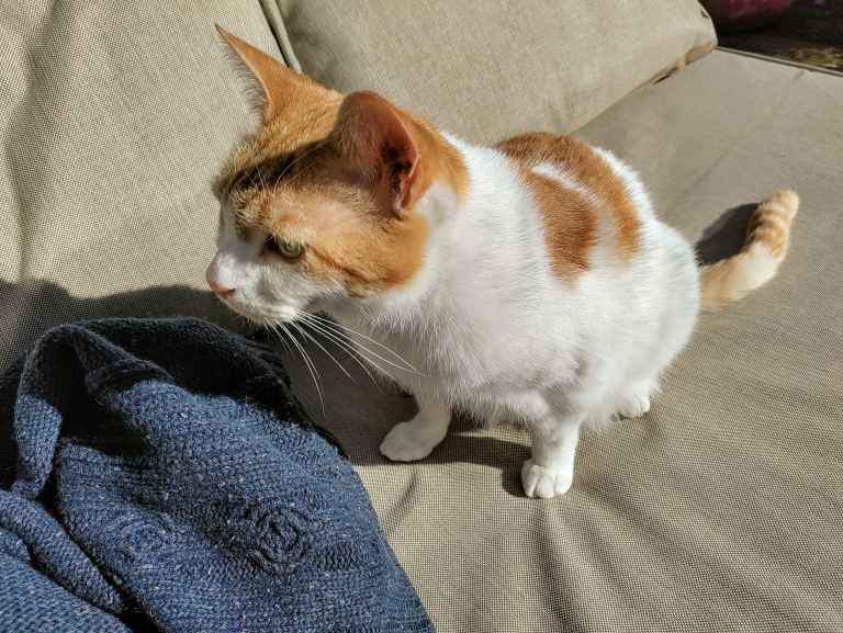 Ginger and white cat standing on grey sofa beside dark blue fabric