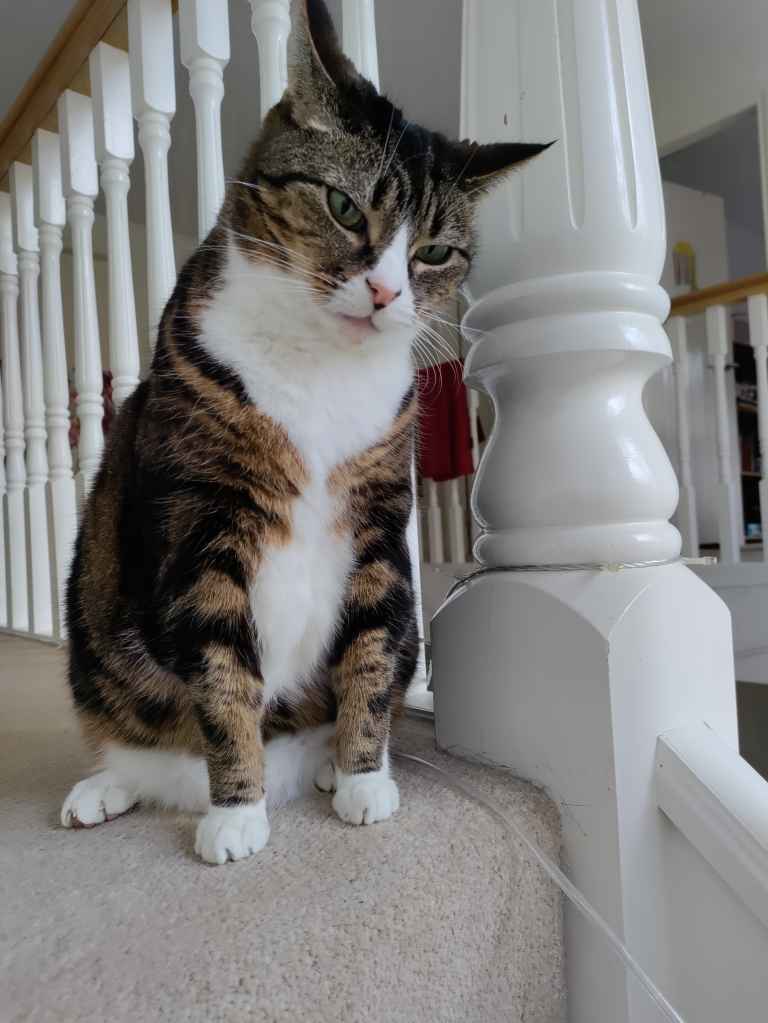 Tabby and white cat sitting on carpeted stairs beside white wooden banister post
