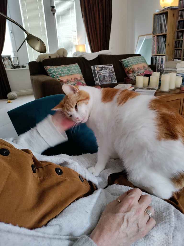 Ginger and white cat standing on white blanket beside a person's hand