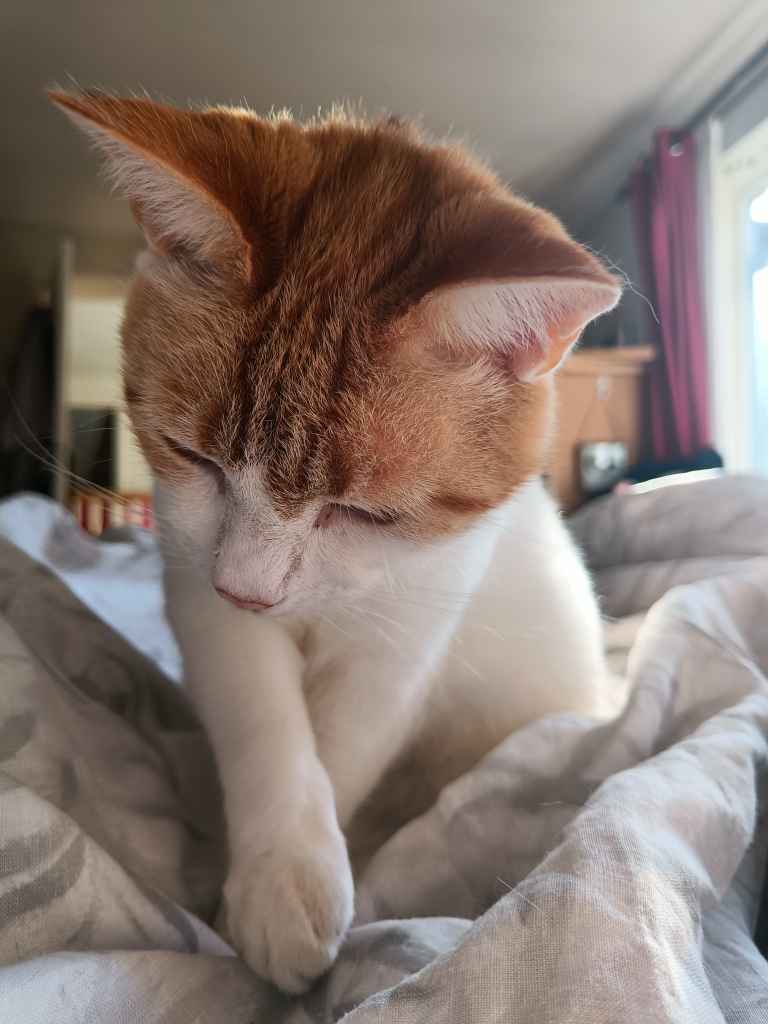 Ginger and white cat stretched across a sunbed on decking
