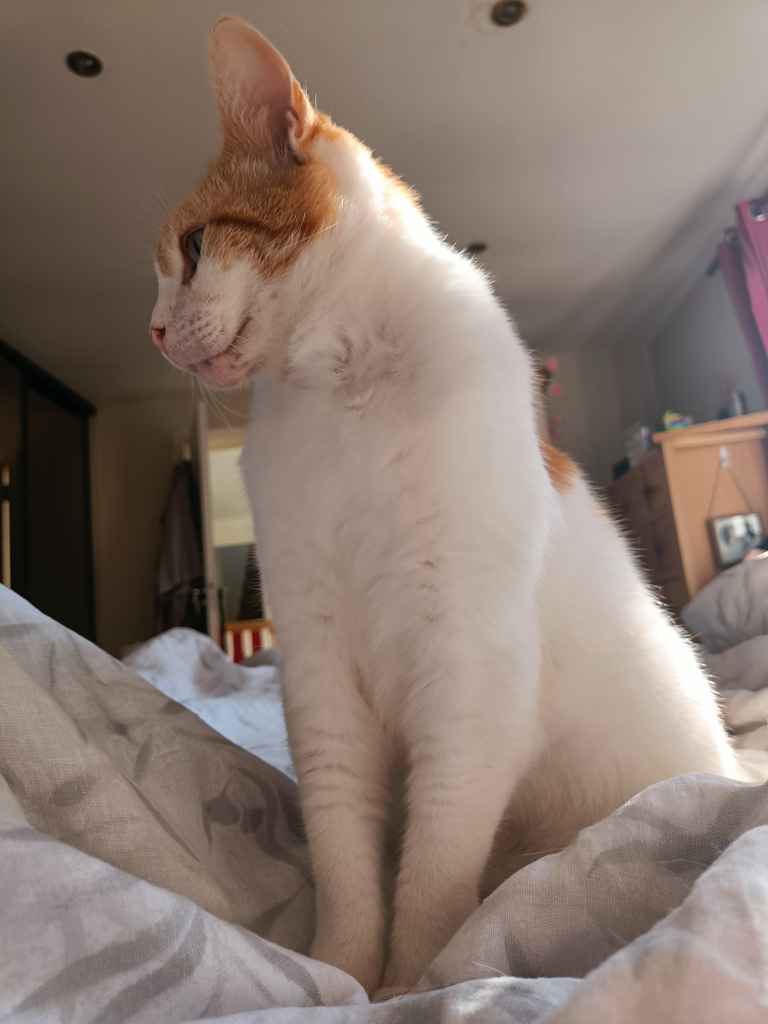Ginger and white cat stretched across a sunbed on decking