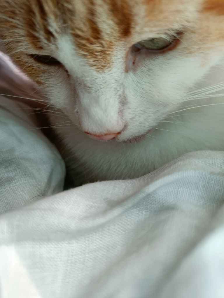 Ginger and white cat stretched across a sunbed on decking