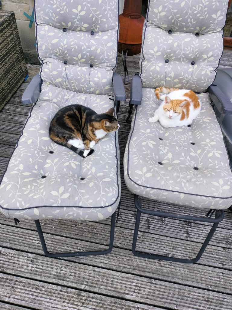 Two cats, one tabby and white, one ginger and white, each curled on separate grey patterned garden loungers on a wooden deck