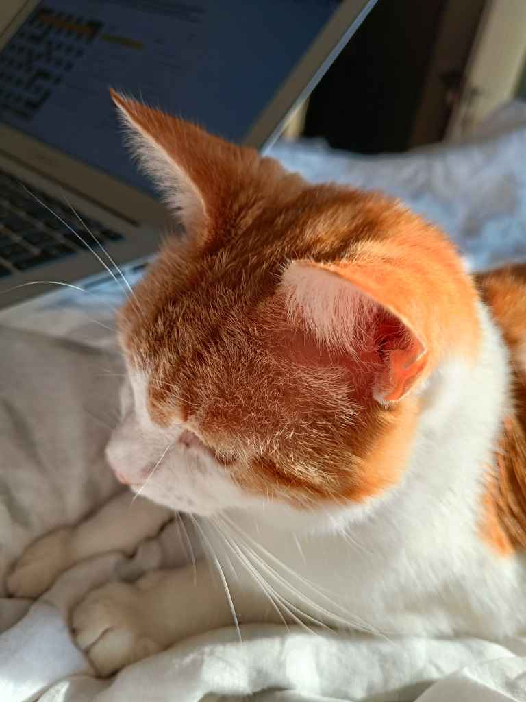 Close-up of a ginger and white cat's head resting near a laptop