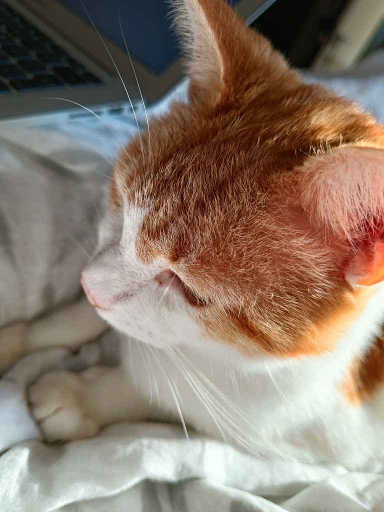 Close-up of a ginger and white cat's head resting near a laptop