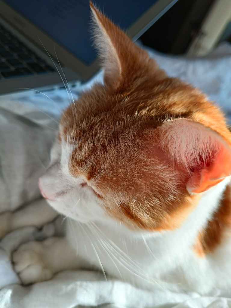 Ginger and white cat resting on white bedding near an open laptop