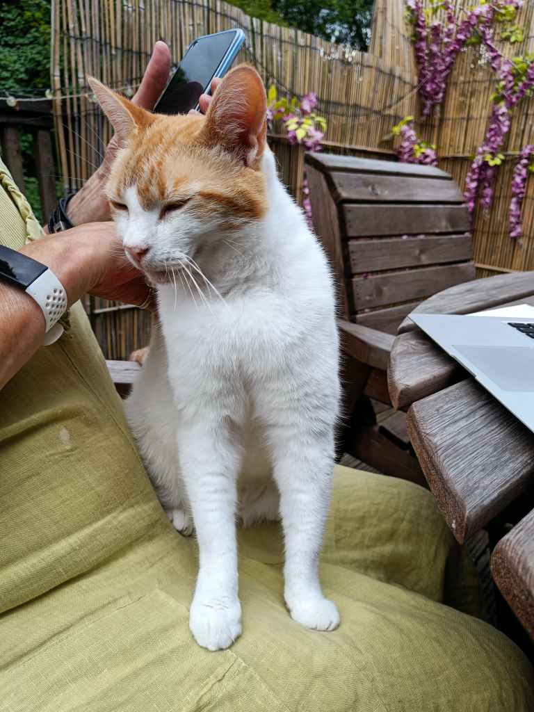 Ginger and white cat sitting on green cushioned chair being stroked outdoors