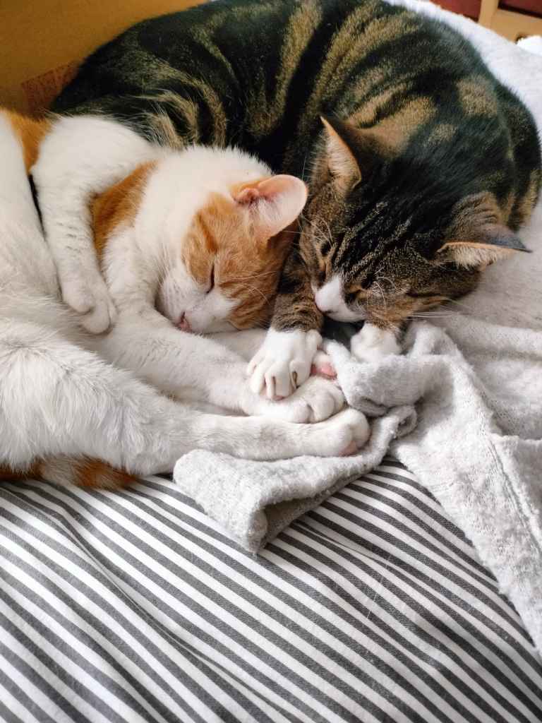 Two cats, one ginger and white, one tabby, sleeping together on striped bedding with paws intertwined on a white cloth