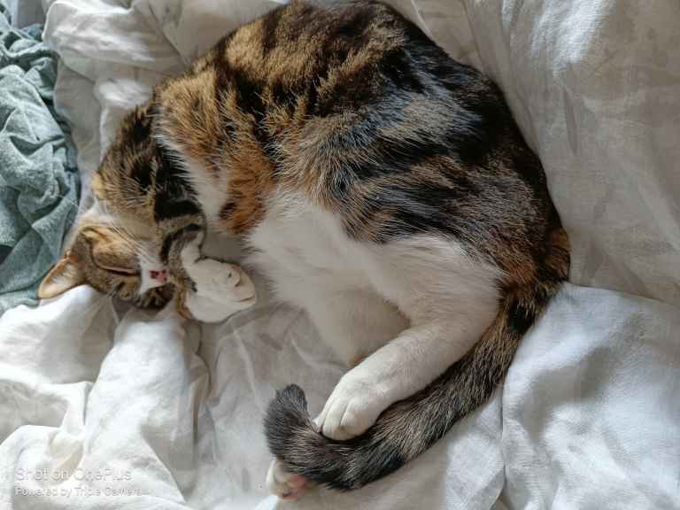 Tabby and white cat curled up asleep on white bedding