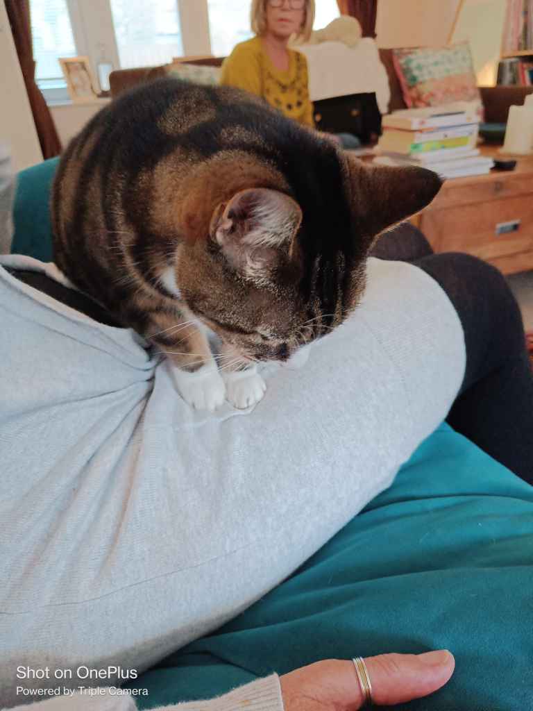 Tabby cat with white paws perched on a person's knee indoors