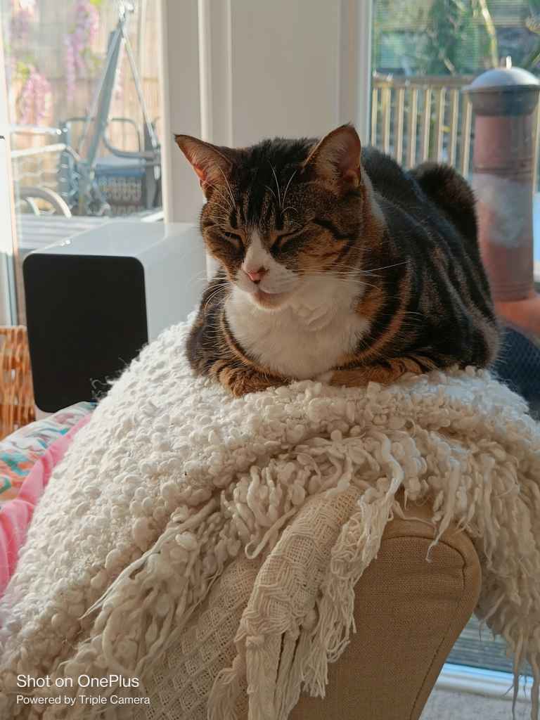 Tabby cat resting on a person's lap