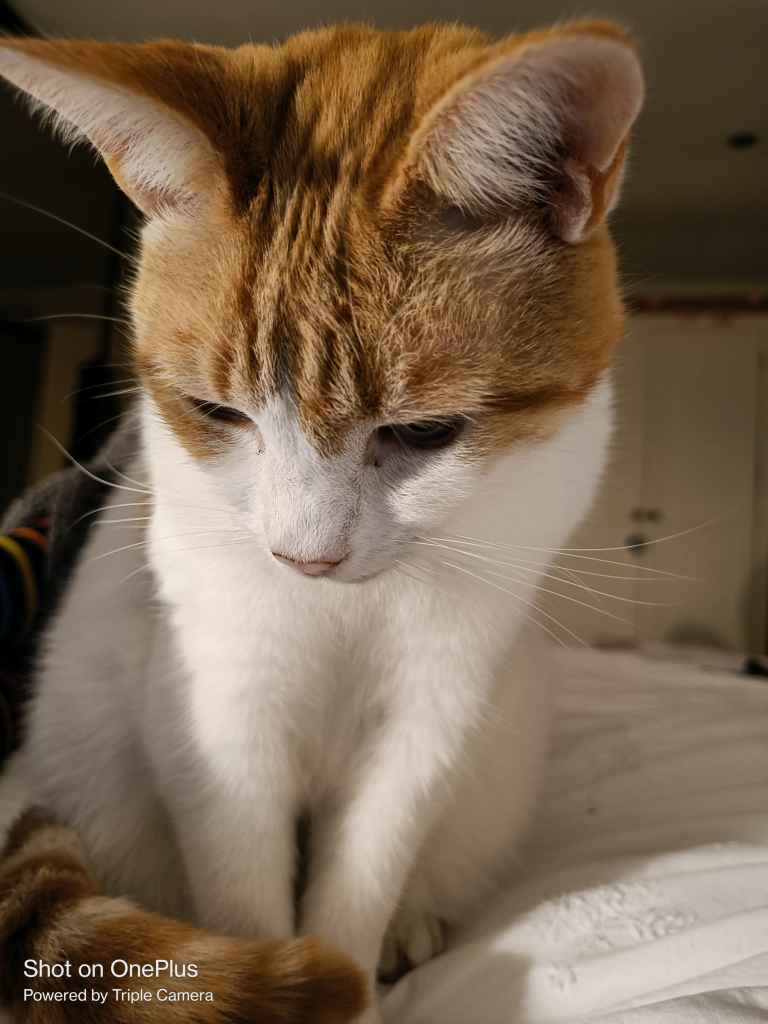 Ginger and white cat resting on a rumpled white bed