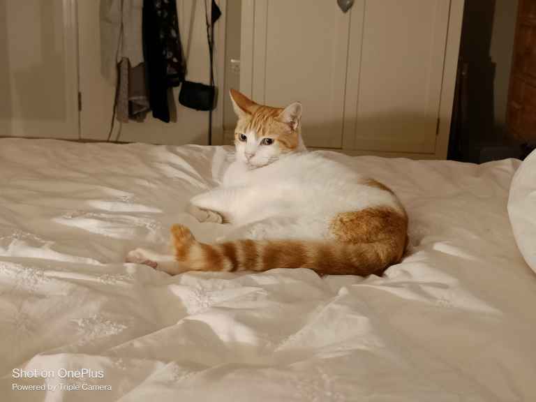 Ginger and white cat lying curled on white bed covers, looking at camera