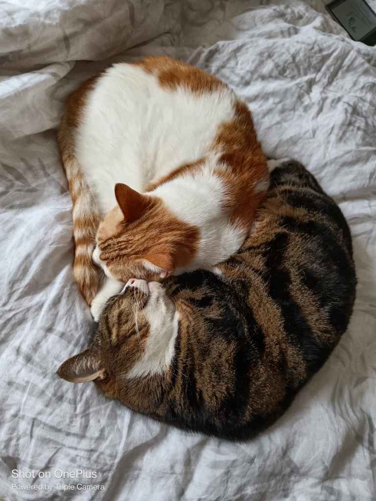 Ginger and white cat resting on a rumpled white bed